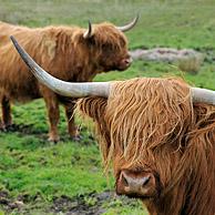 Highland cows (Bos taurus) on the Isle of Skye, Scotland, UK 